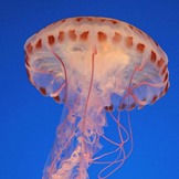 evanjellyfish